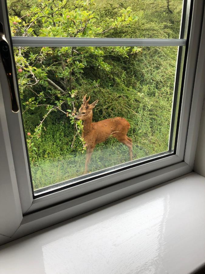 Yellowham Farm, Dorchester Higher Bockhampton Bagian luar foto