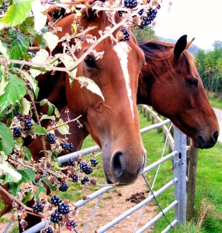Yellowham Farm, Dorchester Higher Bockhampton Bagian luar foto