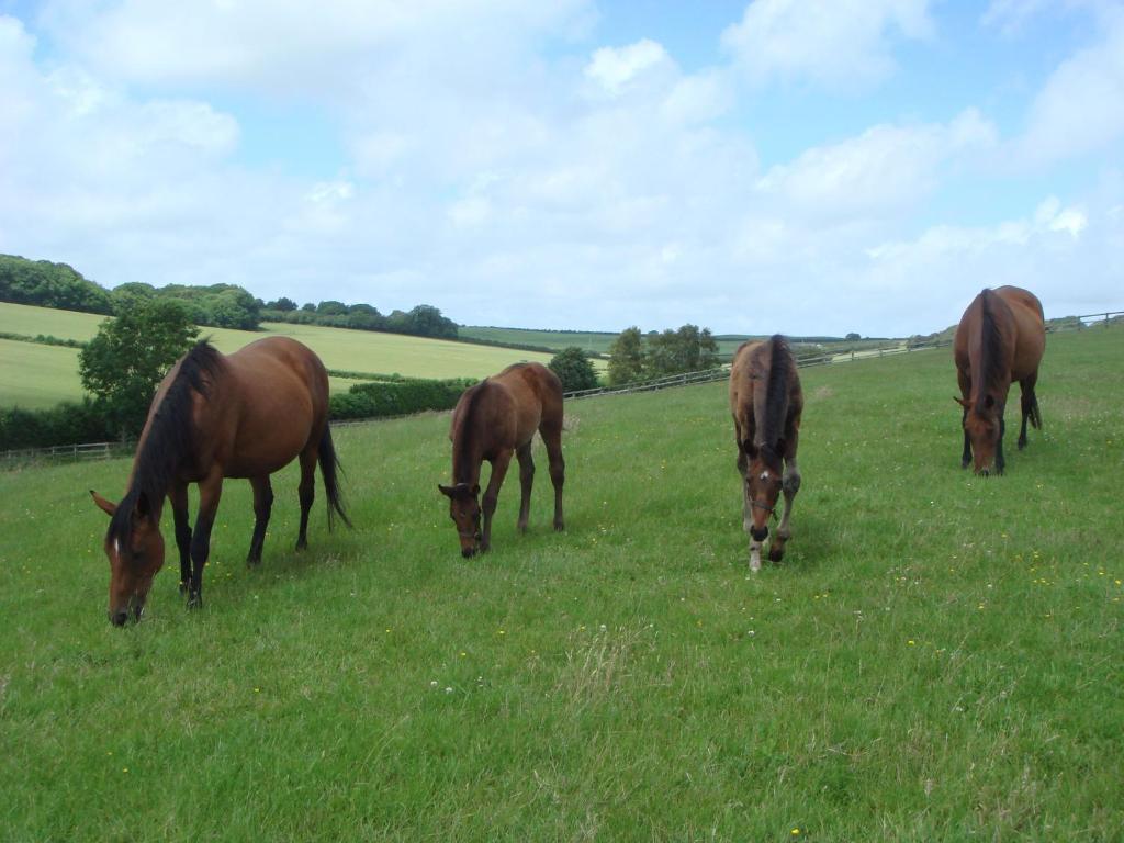 Yellowham Farm, Dorchester Higher Bockhampton Bagian luar foto